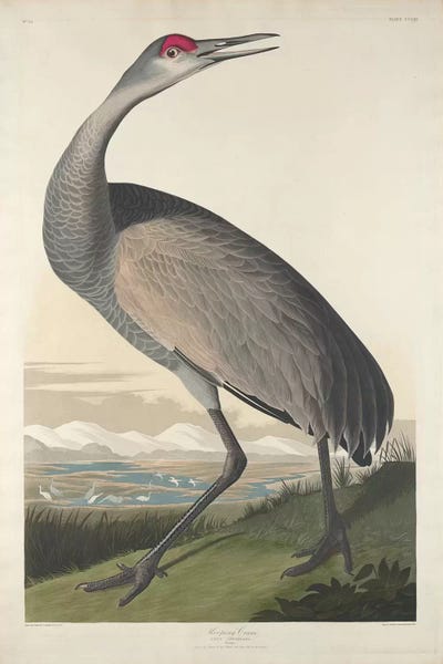 Whooping Crane Art Print by John James Audubon | iCanvas