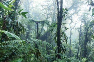 Monteverde Rainforest, Costa Rica скачать