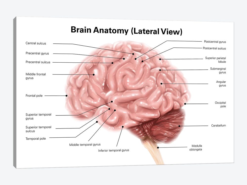 Human Brain Anatomy Lateral View Canvas Art By Alan Gesek Icanvas