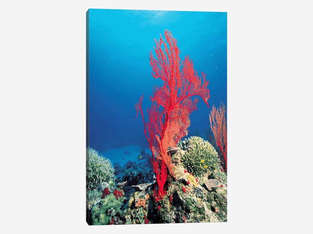 Red Coral Canvas Art | iCanvas
