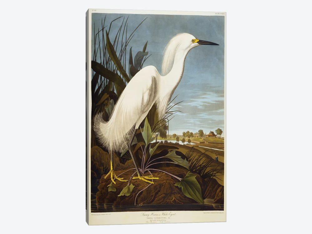 Snowy Egret Audubon Bird Canvas or Paper Vintage Poster Repro FREE SHIPPING