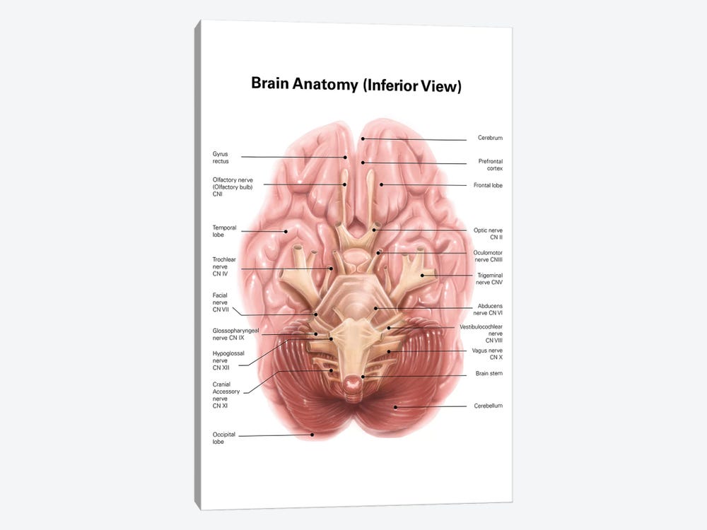 Anatomy Of Human Brain Inferior View Canvas Art Alan Gesek Icanvas