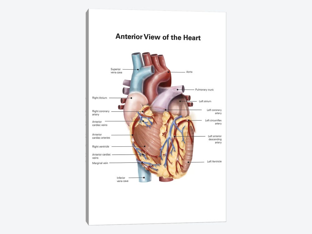 Anterior View Of The Human Heart Canvas Art By Alan Gesek Icanvas